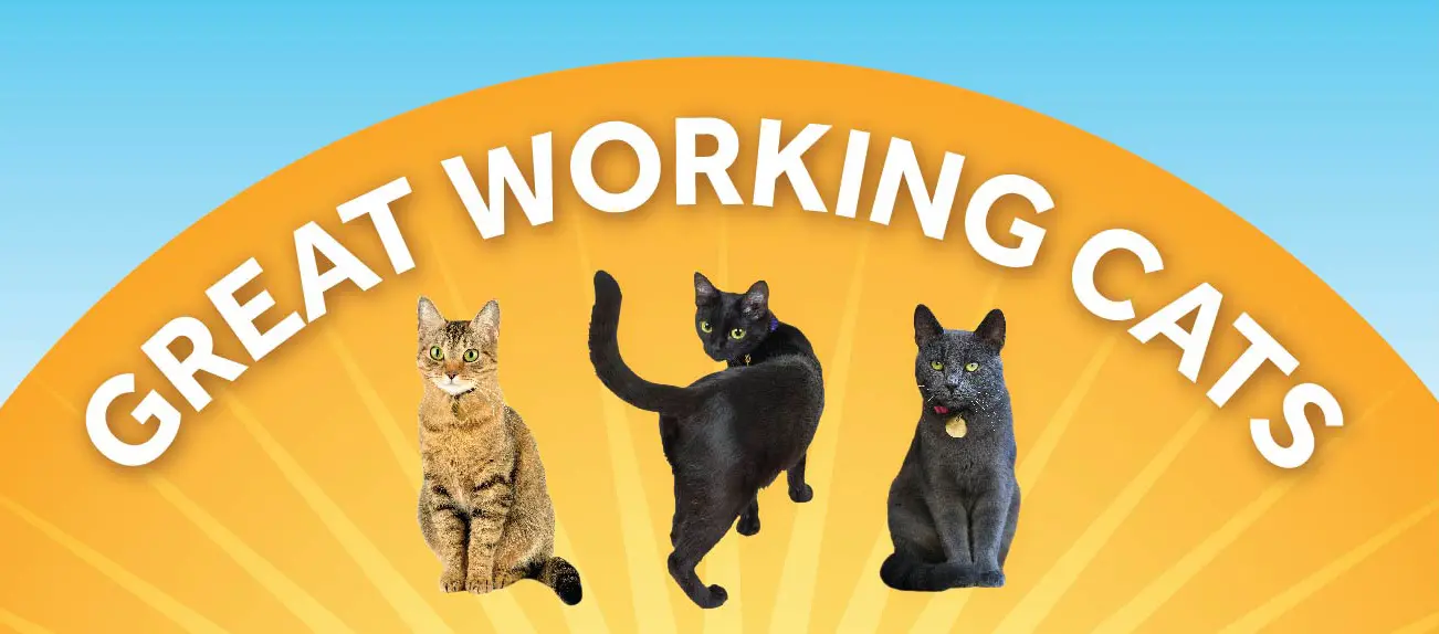 working cats from the Dumb Friends League