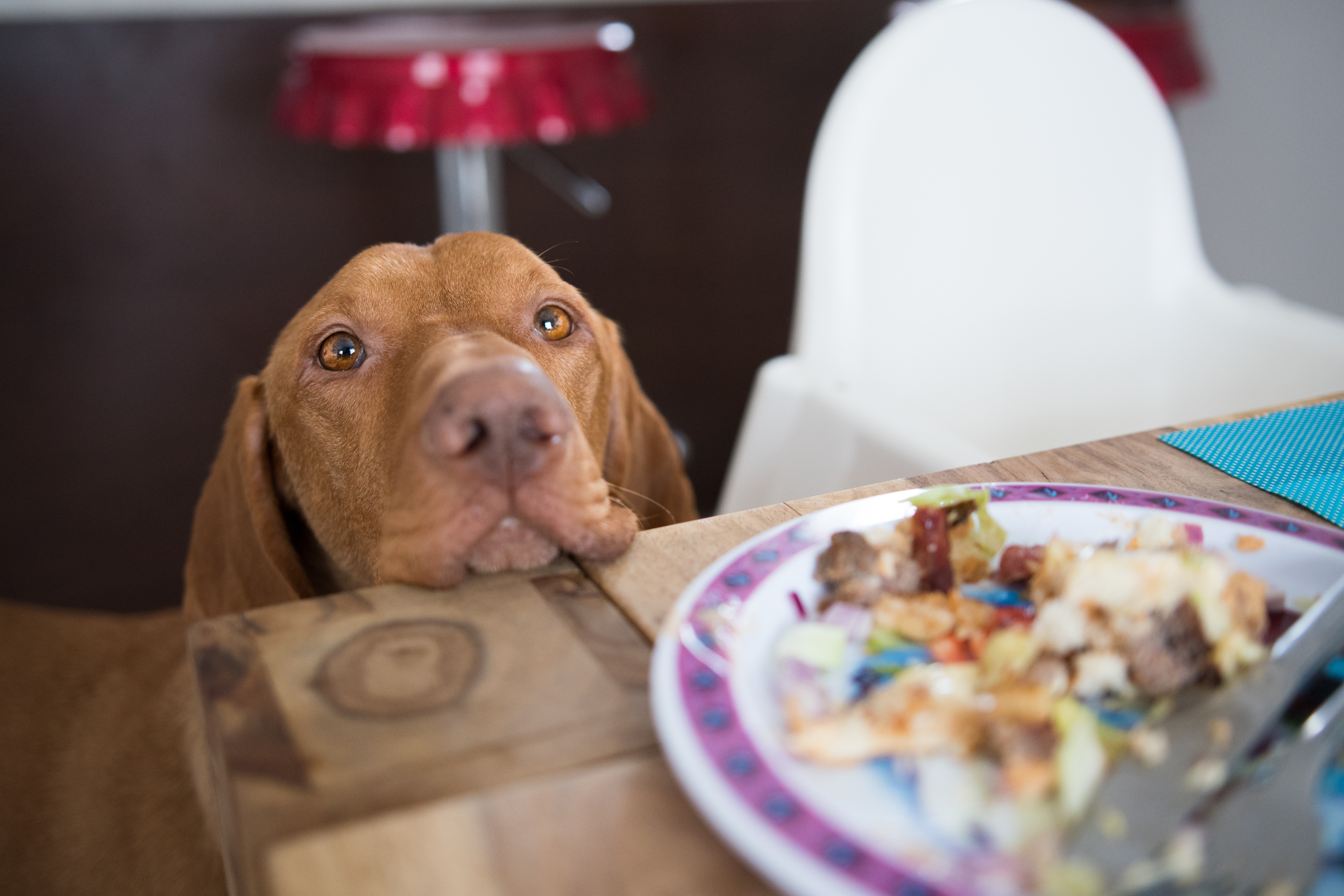 Bone Appétit: 7 Thanksgiving safety tips for our pets image