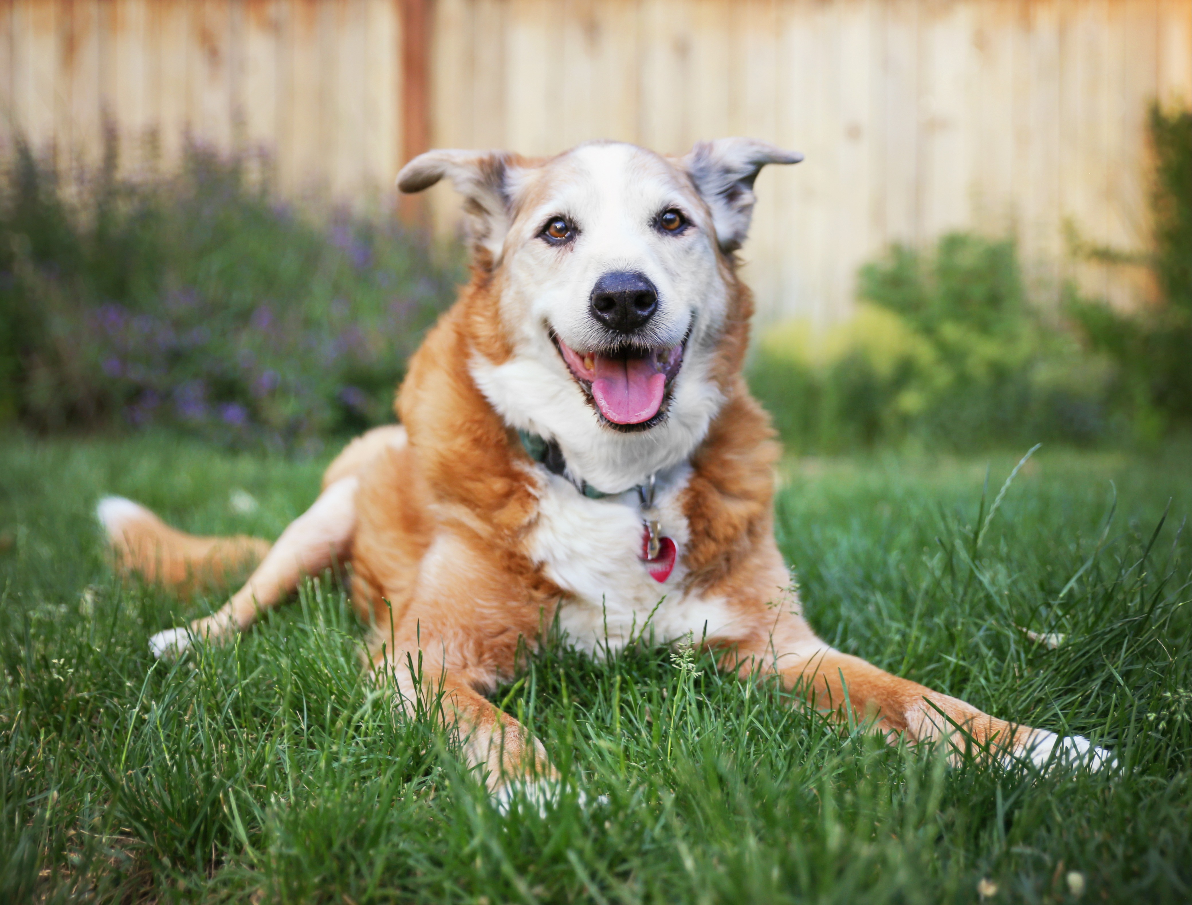 How to make life golden for your senior dog image