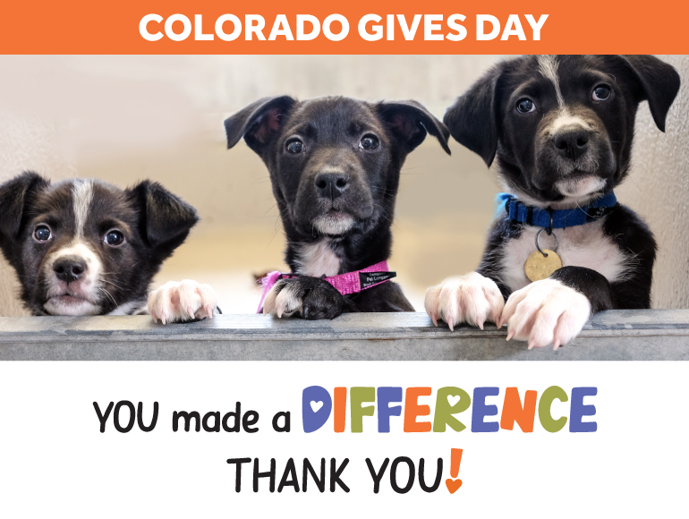 Thank you for making a difference on Colorado Gives Day image