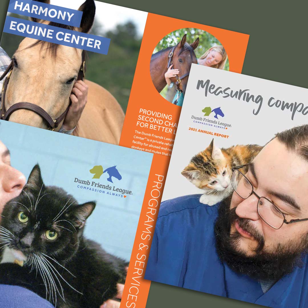 Finance and Media Kits with Dumb Friends League Pet Adoption
