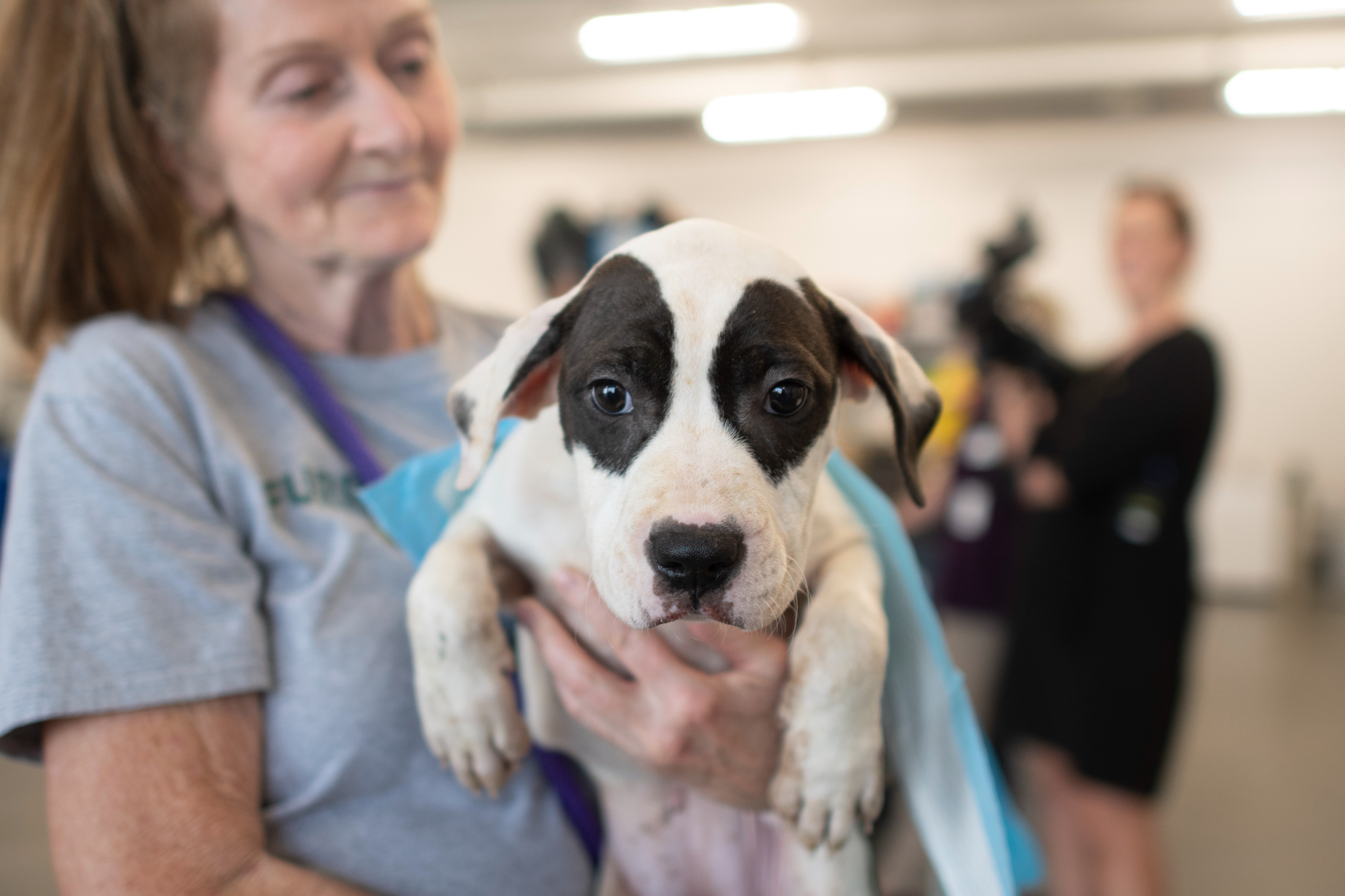 After devastating flooding, the League welcomes 19 dogs from KY  image