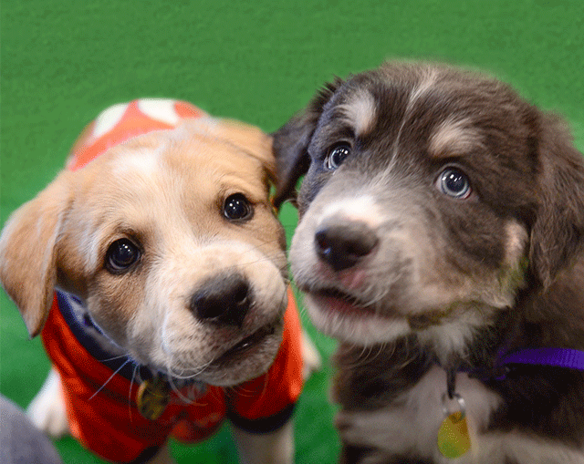 Sixth Annual DEN Puppy Bowl image