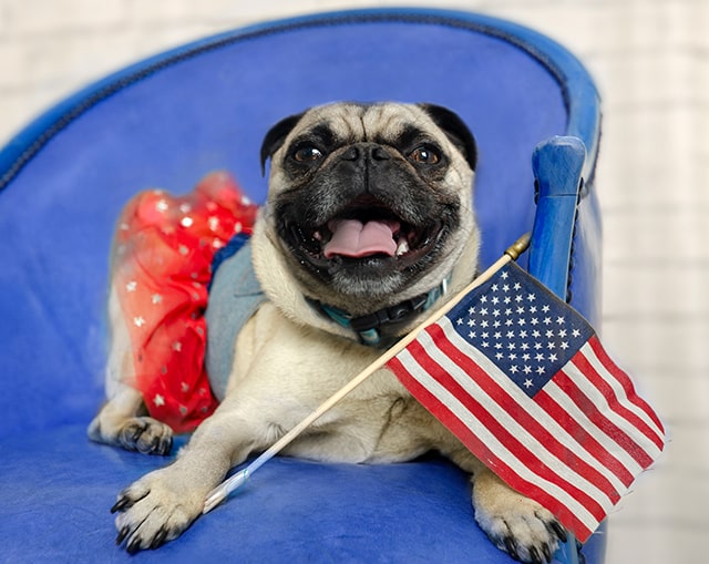 Tame the spark: help your pets stay safe on July 4th image