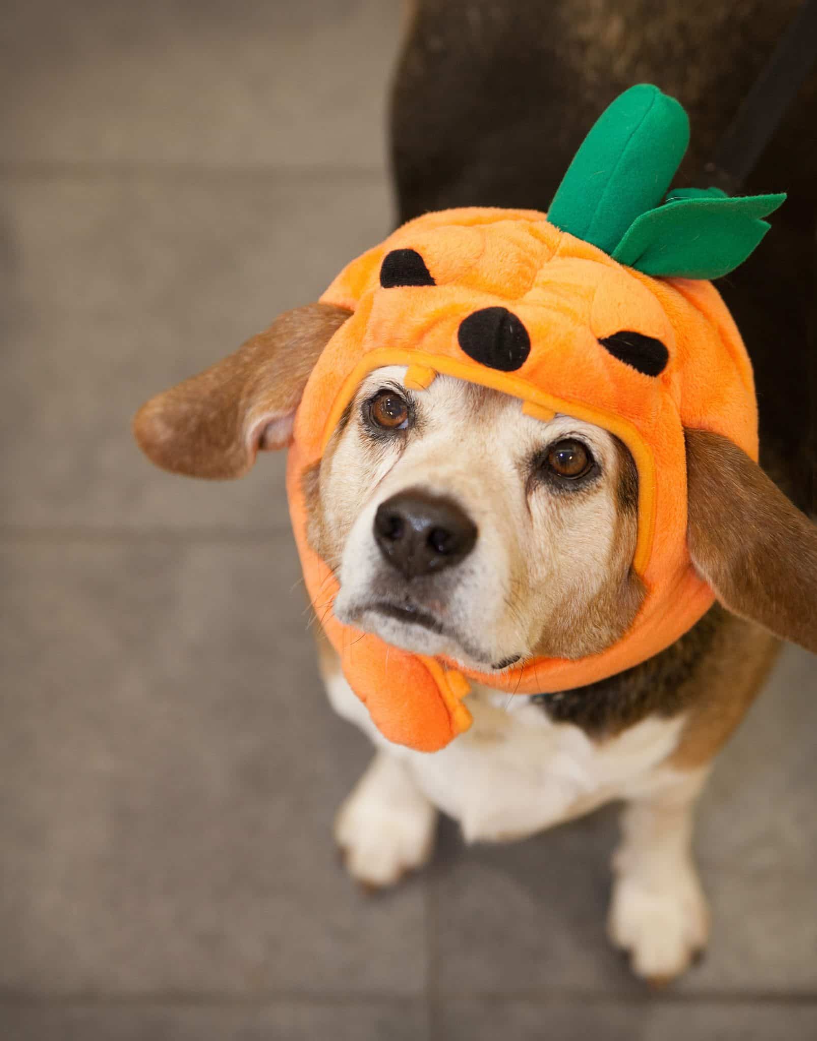 dog wearing halloween costumn